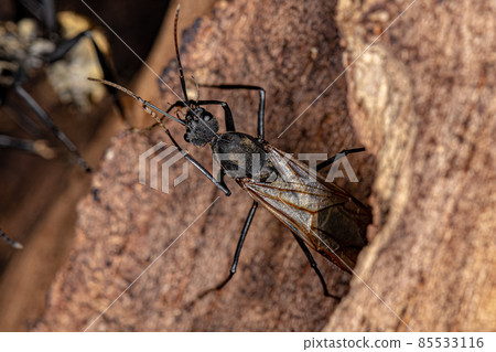 Male Adult Shimmering Golden Sugar Ant Male Adult Shimmering Golden Sugar Ant 85533116