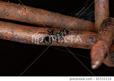 Adult Black Chalcidoid Wasp Adult Black Chalcidoid Wasp 85533118