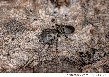 Adult Black Turtle Ant Adult Black Turtle Ant 85533123