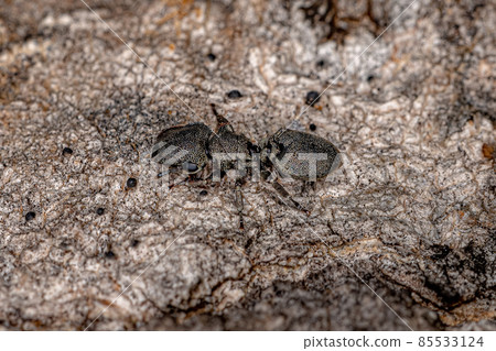 Adult Black Turtle Ant 85533124