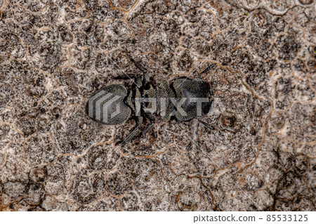 Adult Black Turtle Ant Adult Black Turtle Ant 85533125
