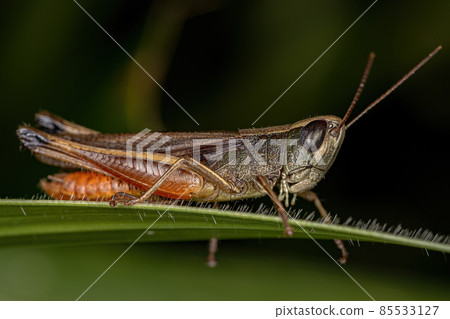 Adult Stridulating Slantface Grasshopper 85533127