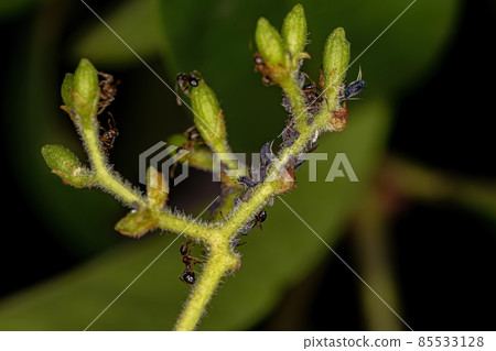 Small Aphids Insects 85533128