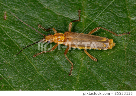 Adult Elateriform Beetle Adult Elateriform Beetle 85533135