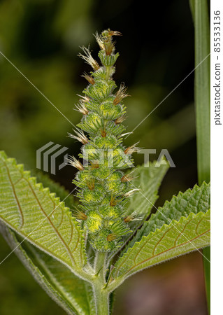 Angiosperm Plant in close up Angiosperm Plant in close up 85533136