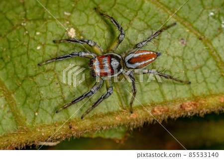 Adult Male Jumping Spider 85533140