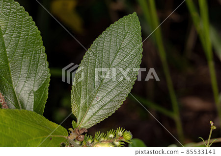 Angiosperm Plant in close up 85533141