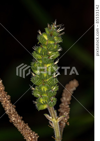 Angiosperm Plant in close up 85533142