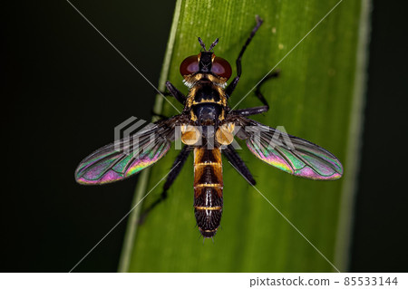 Adult Bristle Fly Adult Bristle Fly 85533144