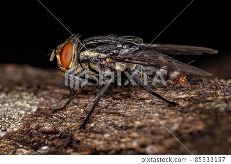 Adult Flesh Fly 85533157