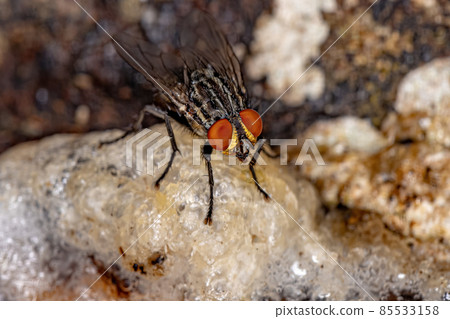 Adult Flesh Fly 85533158