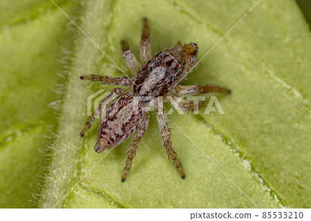 Adult Female Jumping Spider 85533210