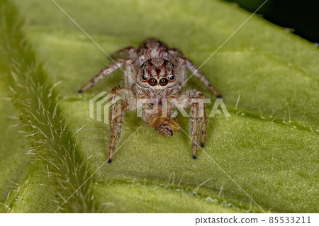 Adult Female Jumping Spider 85533211