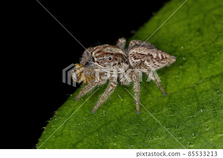 Adult Female Jumping Spider 85533213