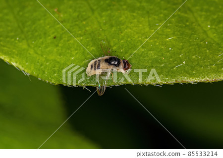 Dead Adult Acalyptrate Fly Dead Adult Acalyptrate Fly 85533214