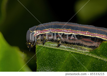 Macroglossine Sphinx Moth Caterpillar Macroglossine Sphinx Moth Caterpillar 85533215
