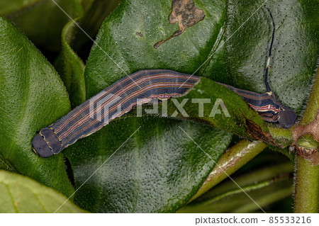 Macroglossine Sphinx Moth Caterpillar 85533216