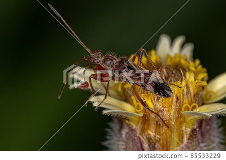 Adult Dirt-colored Seed Bug Adult Dirt-colored Seed Bug 85533229