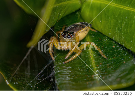 Small Jumping Spider 85533230