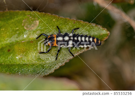 Black-spotted Lady Beetle Larva Black-spotted Lady Beetle Larva 85533256