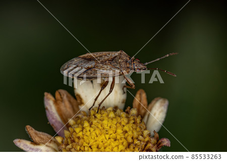 Adult Pentatomomorph Bug 85533263
