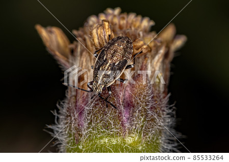 Pentatomomorph Bug Nymph 85533264