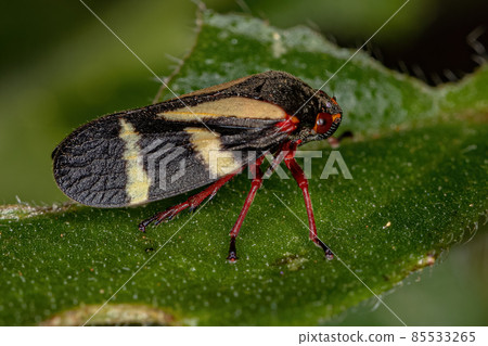 Adult Froghopper Insect Adult Froghopper Insect 85533265