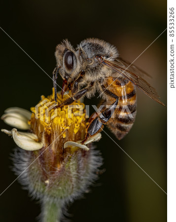 Adult Western Honey Bee Adult Western Honey Bee 85533266