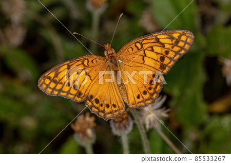 Adult Mexican Fritillary Butterfly Adult Mexican Fritillary Butterfly 85533267