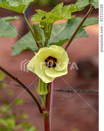 Yellow Okra Flower 85533288