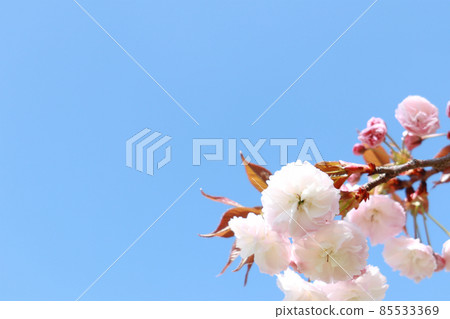 Blue sky and double cherry blossoms 5 Blue sky and double cherry blossoms 5 85533369