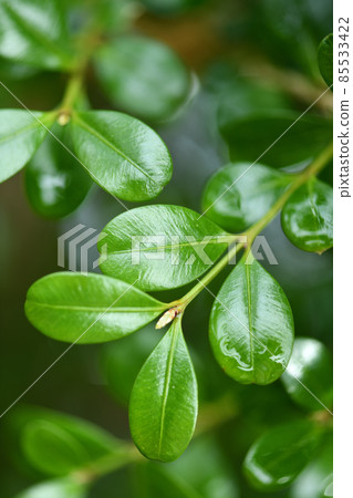 Evergreen tree, boxwood leaves 85533422