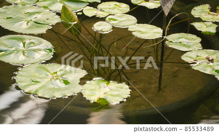 在池塘的維多利亞睡蓮 85533489