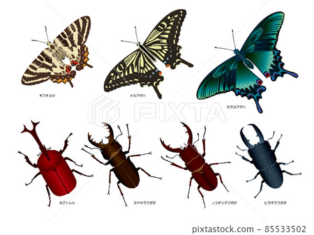 Beetle and Swallowtail 85533502
