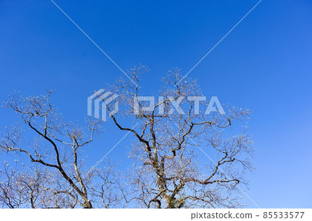 在冬天的天空中閃耀的楝樹 在冬天的天空中閃耀的楝樹 85533577
