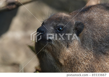 你眼前是什麼 85533667