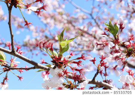落櫻與落葉櫻花 落櫻與落葉櫻花 85533705