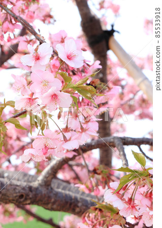 Kawazu Sakura 9 垂直位置 Kawazu Sakura 9 垂直位置 85533918