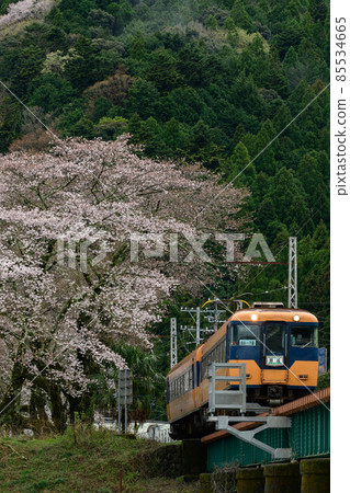 櫻花和火車 85534665