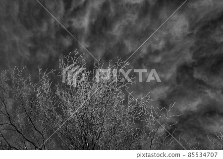 Light shining on hoarfrost [Hakuba-mura, Kitaazumi-gun] 85534707