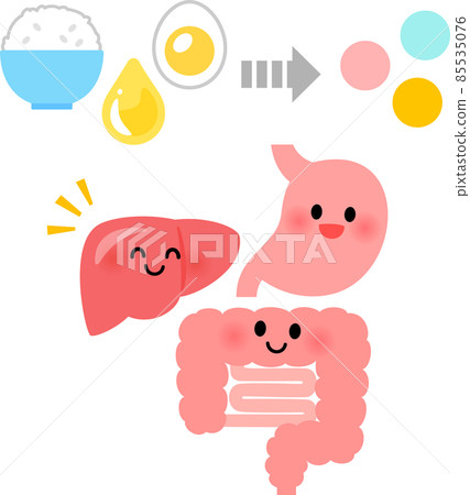 Liver, gastrointestinal and food-to-nutrient conversion images 85535076