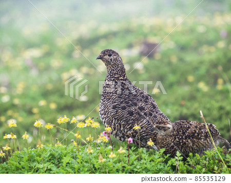 Pigeon Parent and Child 85535129