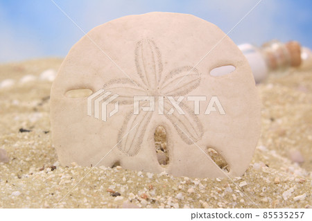 Sand Dollar on Beach With Blue Sky Background Sand Dollar on Beach With Blue Sky Background 85535257
