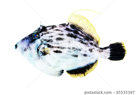 A side view of a Kawahagi (male) fish that has been processed with CG images to make it colorful like an ink painting or a watercolor painting. 85535397