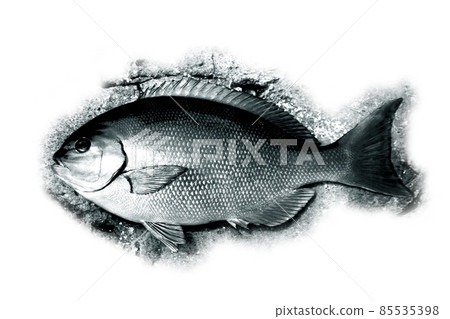 Rocky background image illustration of 40 cm size largescale blackfish (gure) with monochrome image processing 85535398