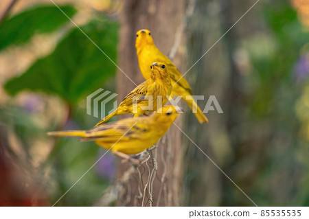 Saffron Finch Bird 85535535