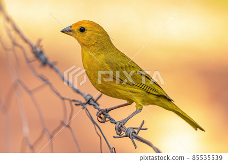 Saffron Finch Bird 85535539
