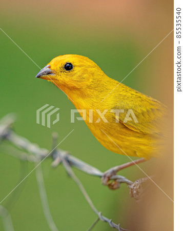 Saffron Finch Bird 85535540