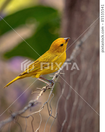 Saffron Finch Bird 85535541