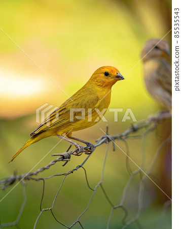 Saffron Finch Bird 85535543